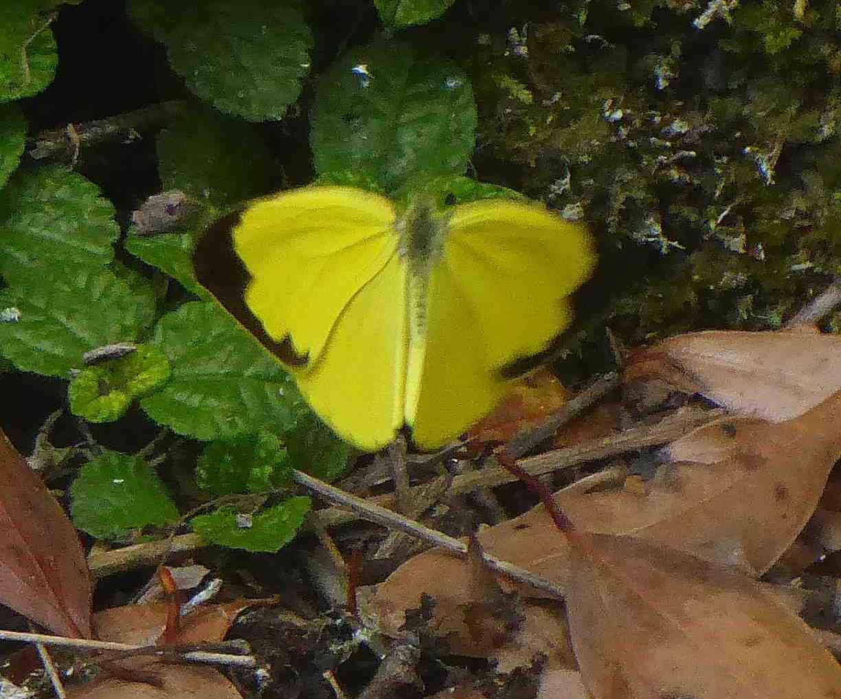 Eurema mandarina Eurema mandarina